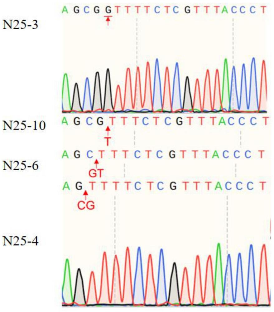 细胞核酸结合蛋白CNBP及其编码基因在调控植物耐盐中的应用