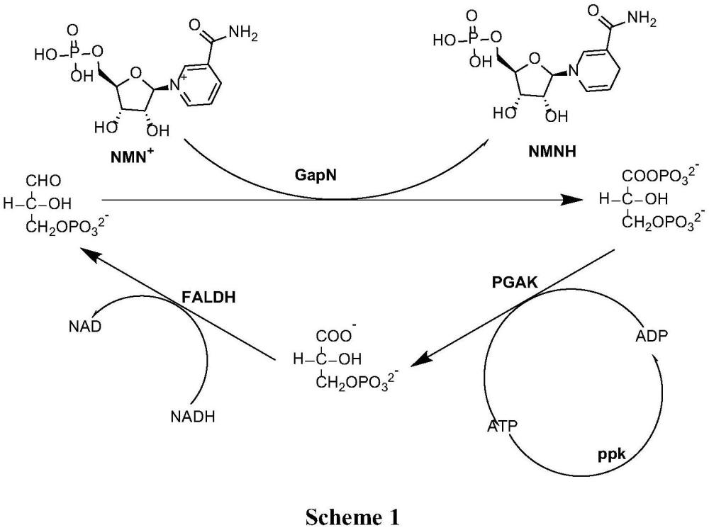 一种全细胞催化制备NMNH的方法与流程