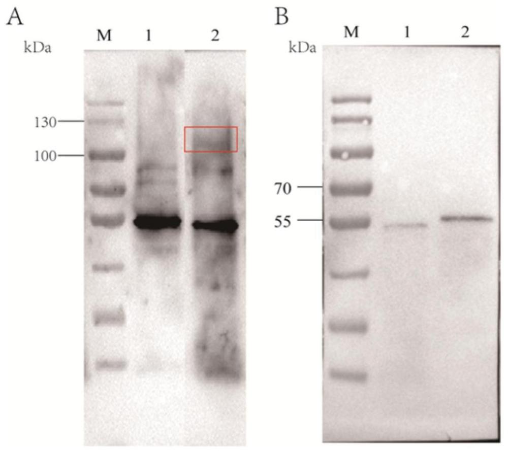 两种孢子蛋白稳定融合表达非洲猪瘟关键抗原的重组解淀粉芽孢杆菌及其构建方法和应用