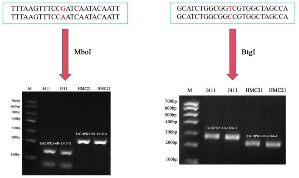 一种小麦种子休眠基因TaCDPK5-6B及其CAPS标记和应用