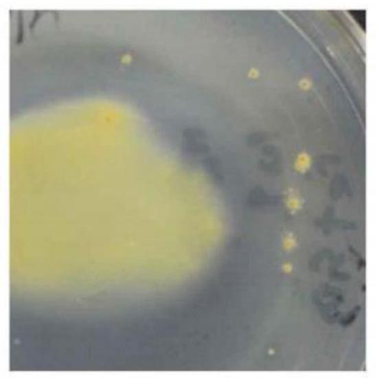 一株极端嗜酸的铁硫氧化菌及其在生物浸矿中的应用