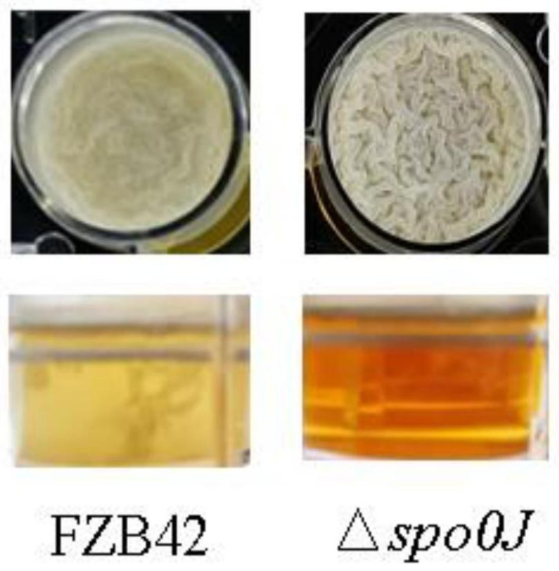 生物膜分散调控基因spo0J敲除片段及其应用