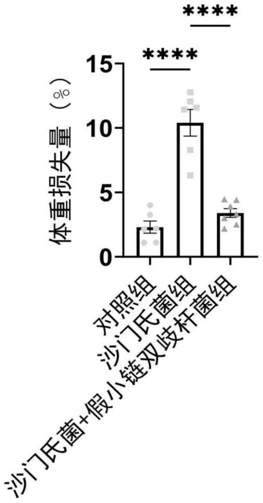 一株牛源假小链双歧杆菌XU001及应用