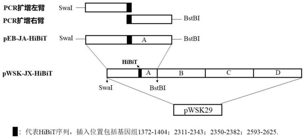 一种荧光素酶标记猪繁殖与呼吸综合征病毒及其构建方法和应用