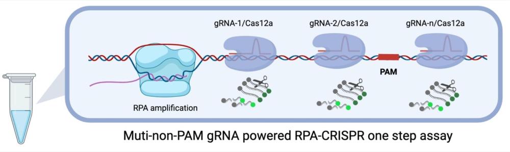 一种基于CRISPR/Cas和恒温扩增的一步法核酸检测方法和应用与流程