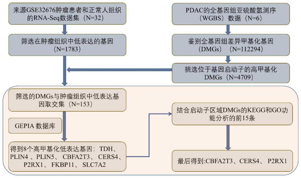 P2RX1、CBFA2T3和CERS4的多重甲基化反应体系用于胰腺导管腺癌早期筛查与诊断