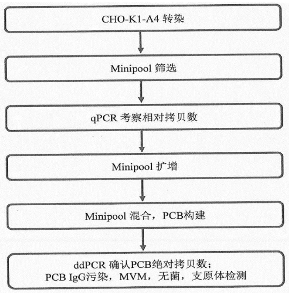 一种检测CHO细胞宿主蛋白残留的专属试剂盒及其检测方法与流程