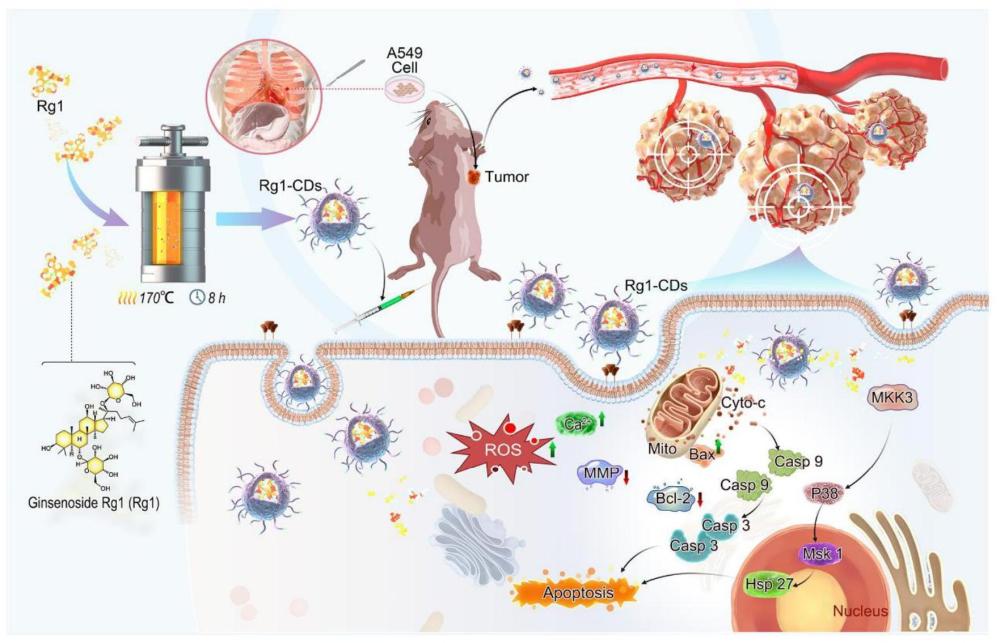 人参皂苷Rg1碳纳米点在抑制人非小细胞肺癌细胞中的应用