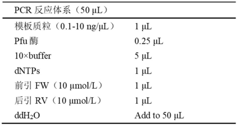 用于NRF2/PPIA界面抑制剂筛选体系、表达载体、宿主细胞及方法