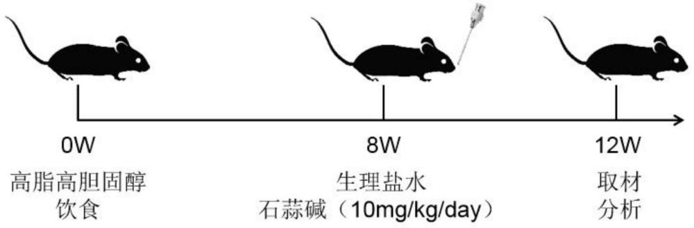 石蒜碱在治疗动脉粥样硬化模型小鼠中的应用