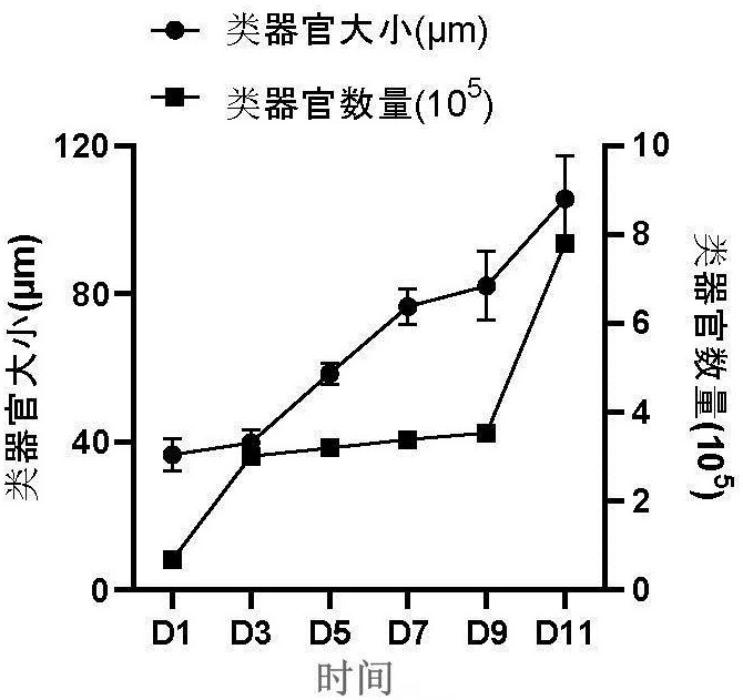 乳腺癌临床穿刺样本解离得到乳腺癌类器官的方法与流程