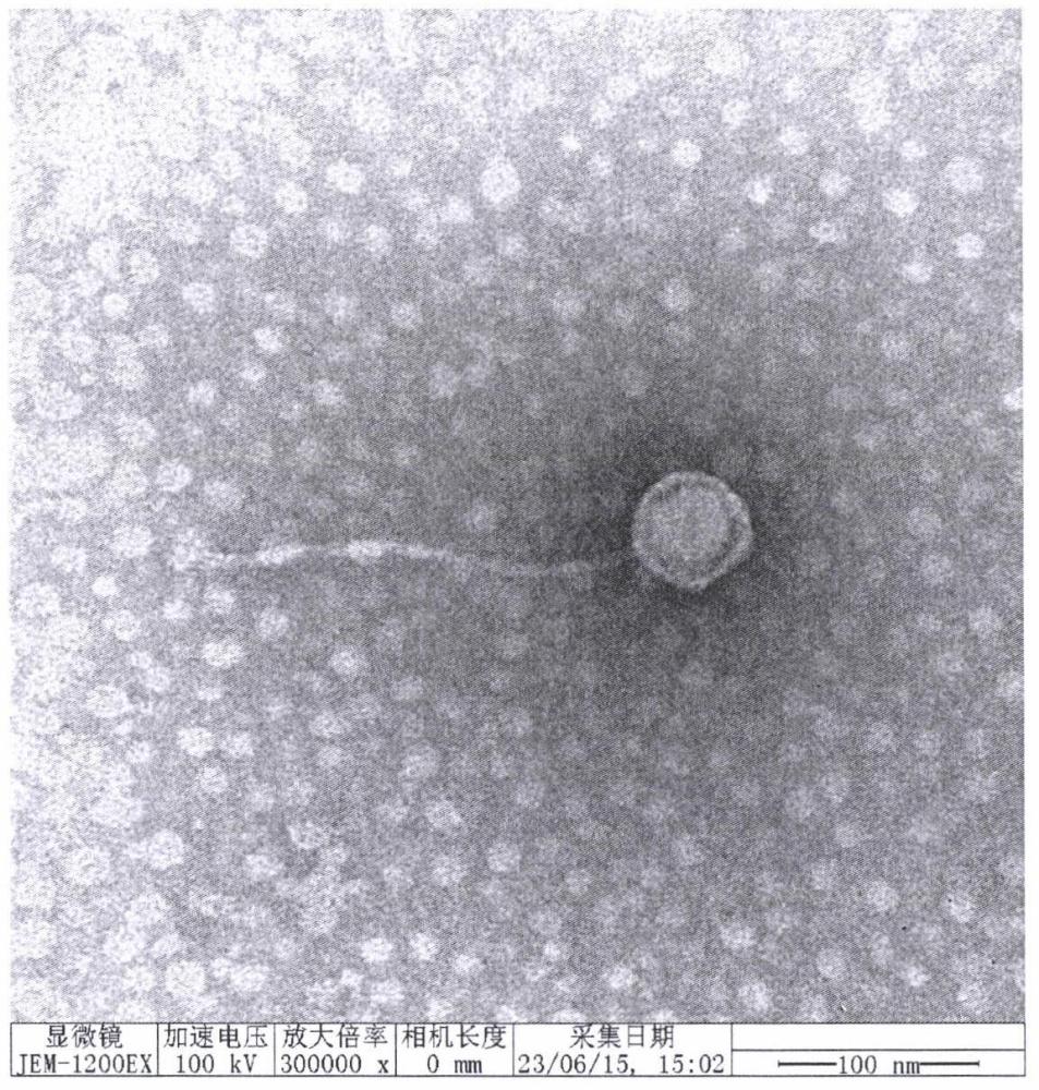 一株耐高温鸭疫里默氏杆菌噬菌体及其应用的制作方法
