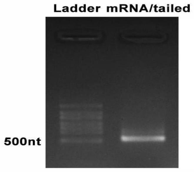 IL-23A mRNA、DMP-Lac纳米粒/IL-23A mRNA复合物在制备预防或治疗肿瘤的药物中的用途