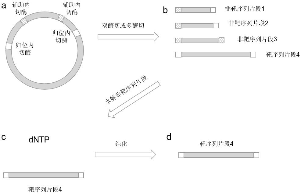 一种双链靶DNA序列的制备方法与流程