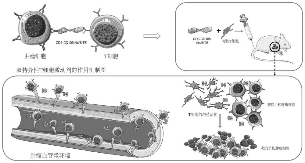 单域抗体双特异性T细胞激动剂CD3-CD105/Nb-BiTE及其制备方法与应用