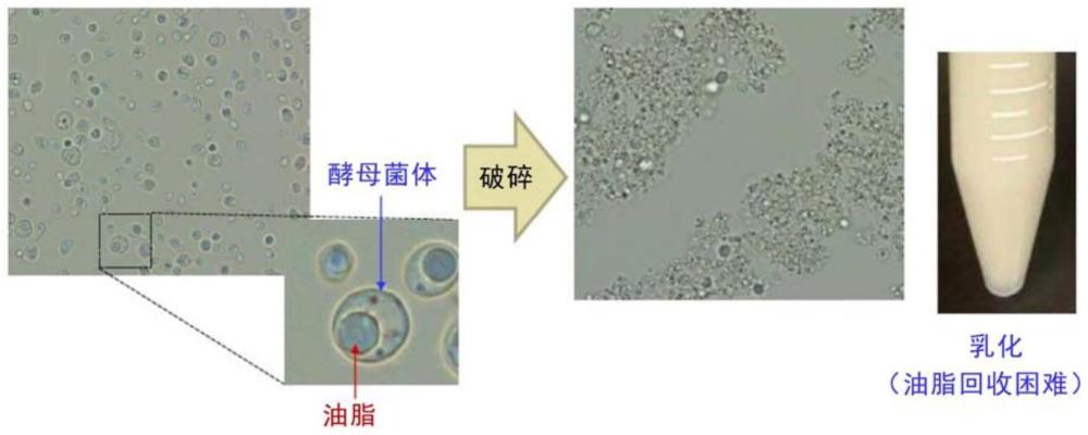 利用Lipomyces属酵母的油脂的制造方法与流程