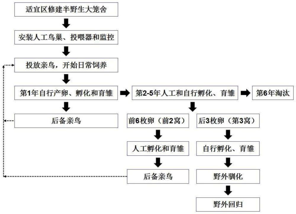 一种黄腹角雉半野生饲养方法与流程