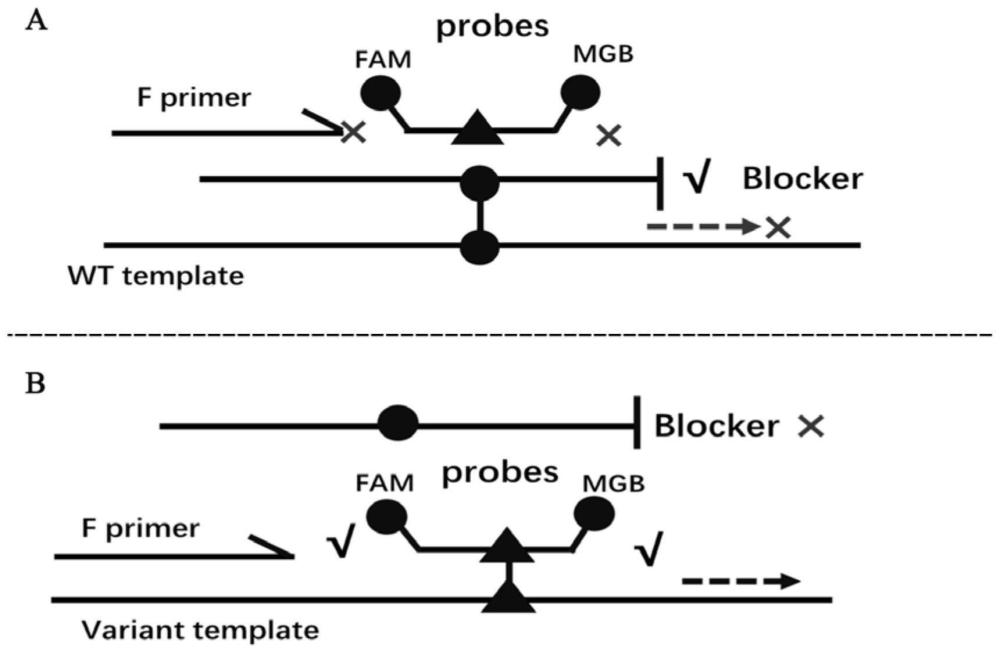 检测雄激素受体基因突变的核酸组合、试剂盒及其应用的制作方法