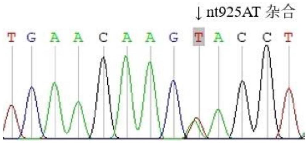 一种基因多态性位点标记及在制备ABO血型检测制品中的应用的制作方法