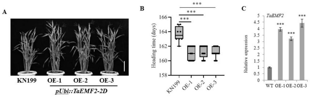 TaEMF2蛋白及其编码基因在调控小麦抽穗期和籽粒产量中的应用