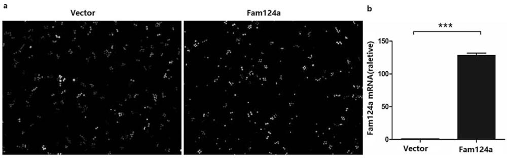 一种过表达Fam124a的多发性骨髓瘤细胞株SP 2/0及其应用