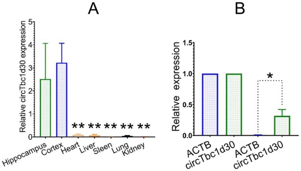 环状RNA circTbc1d30的应用