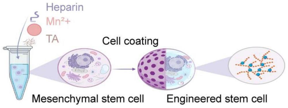 具有抗凝血功能的含锰干细胞涂层及其制备方法与应用
