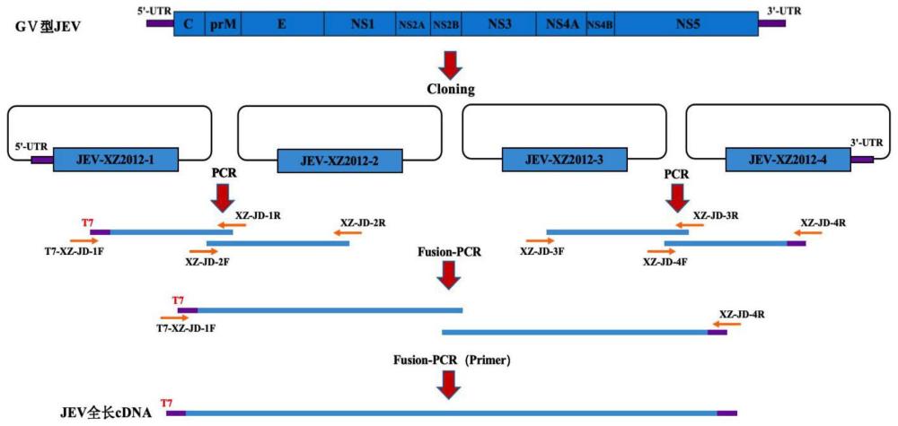 GV型乙型脑炎病毒感染性克隆弱毒疫苗株JEV-XZ-E5及其制备方法和应用