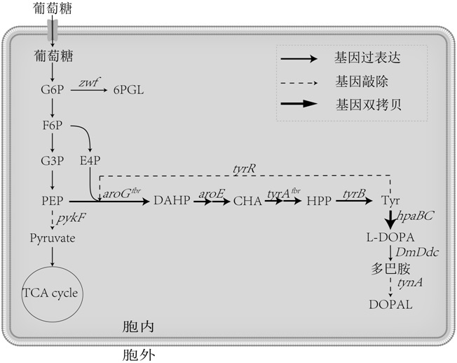 一种多巴胺生产菌株及其构建方法与应用