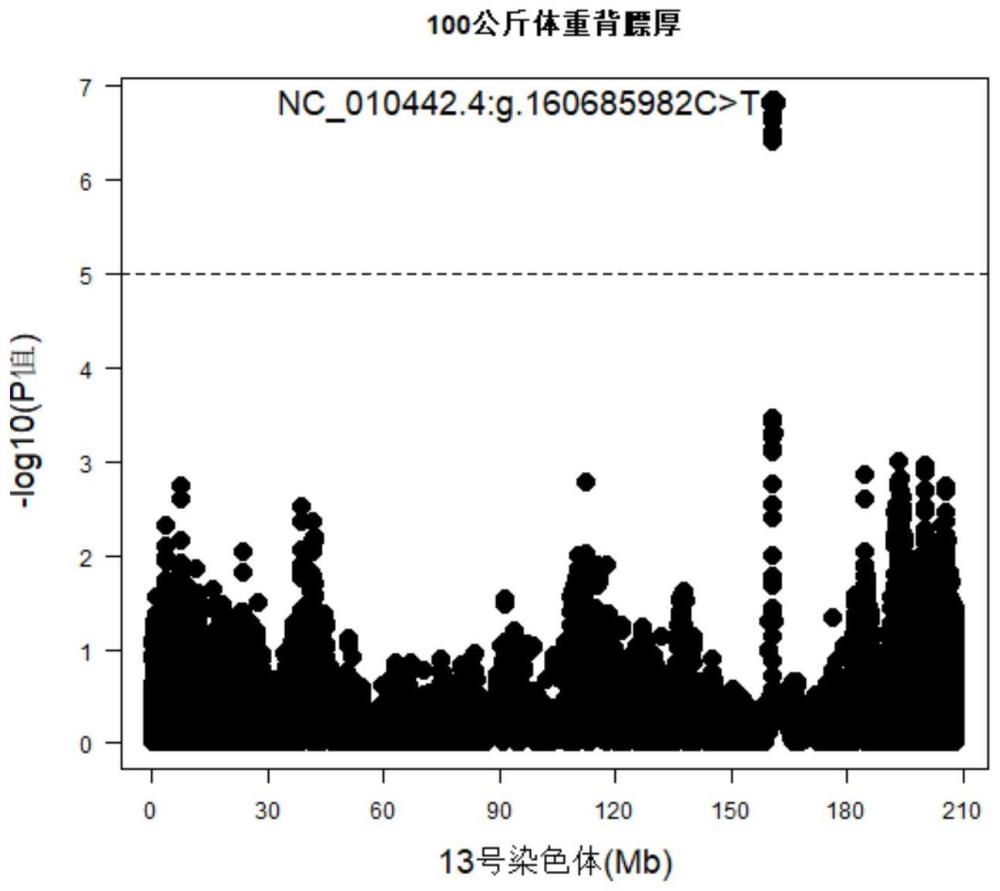 一种位于猪13号染色体上与背膘厚相关的SNP分子标记及应用