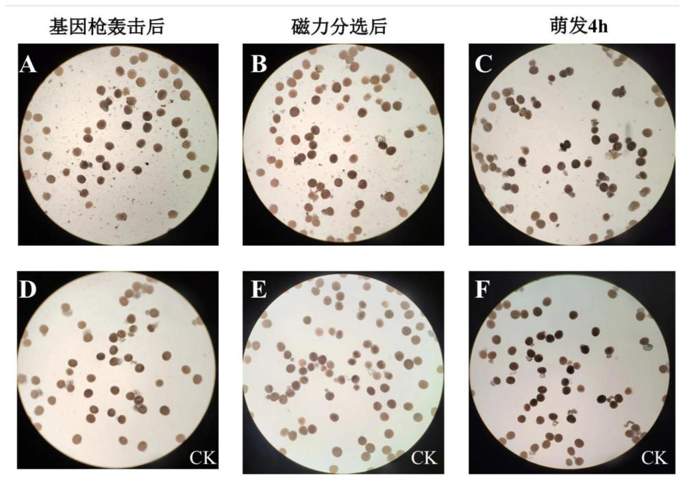 磁力分拣单细胞/花粉粒的转基因方法及其应用与流程