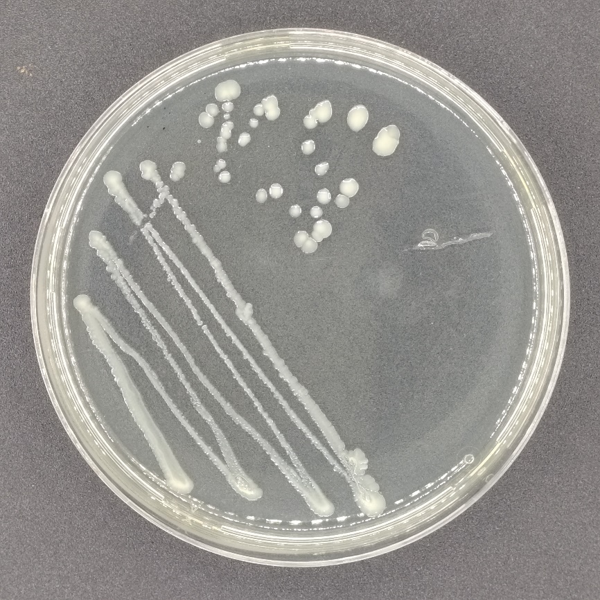 一株耐盐霍氏肠杆菌Hb、微生物菌剂及其应用