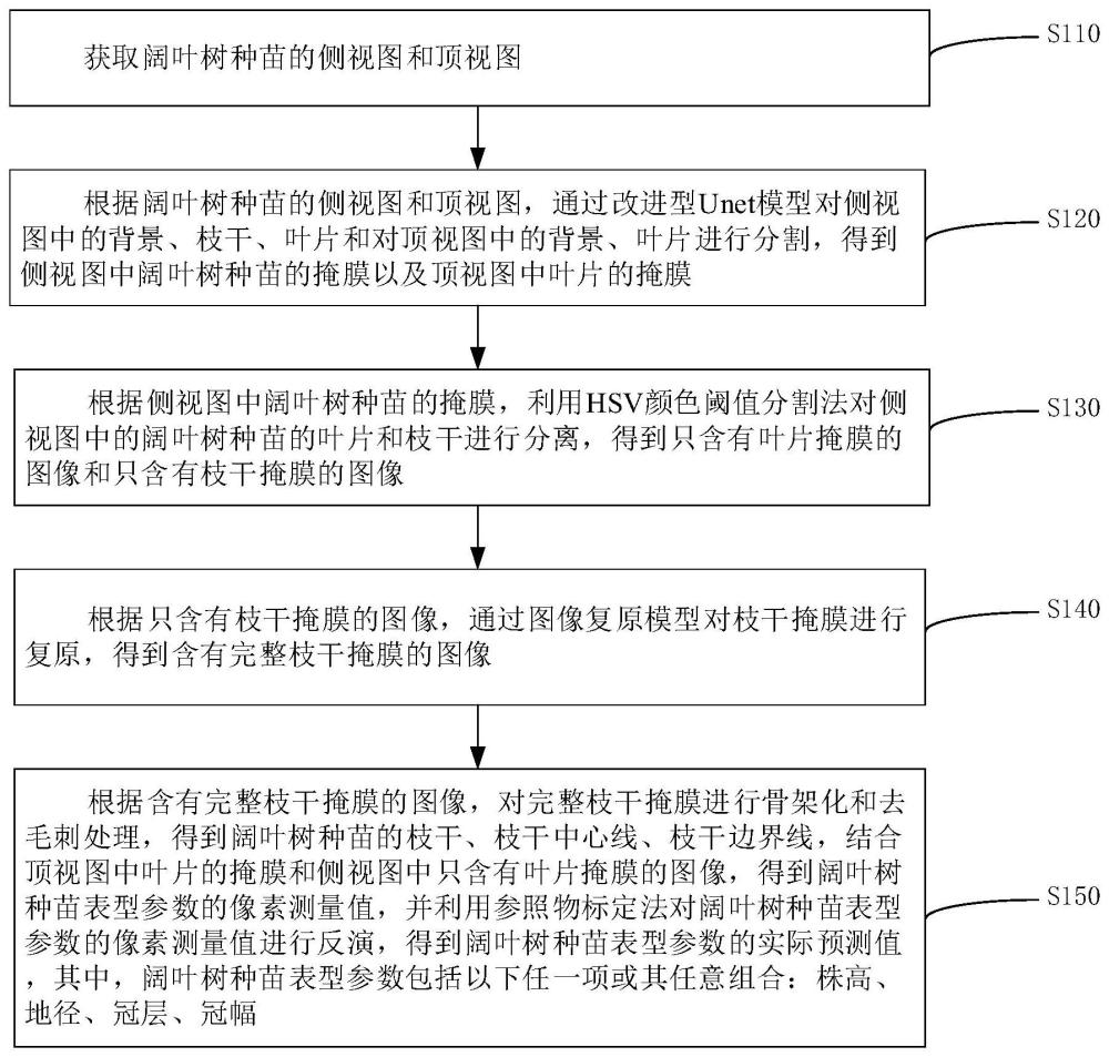 一种阔叶树种苗表型测量方法、系统、设备及介质