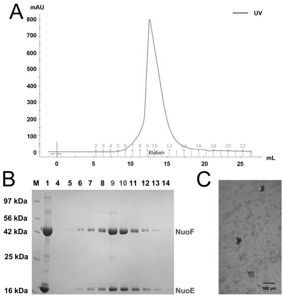 水稻黄单胞菌NuoEF复合体蛋白晶体的制备方法及其用途