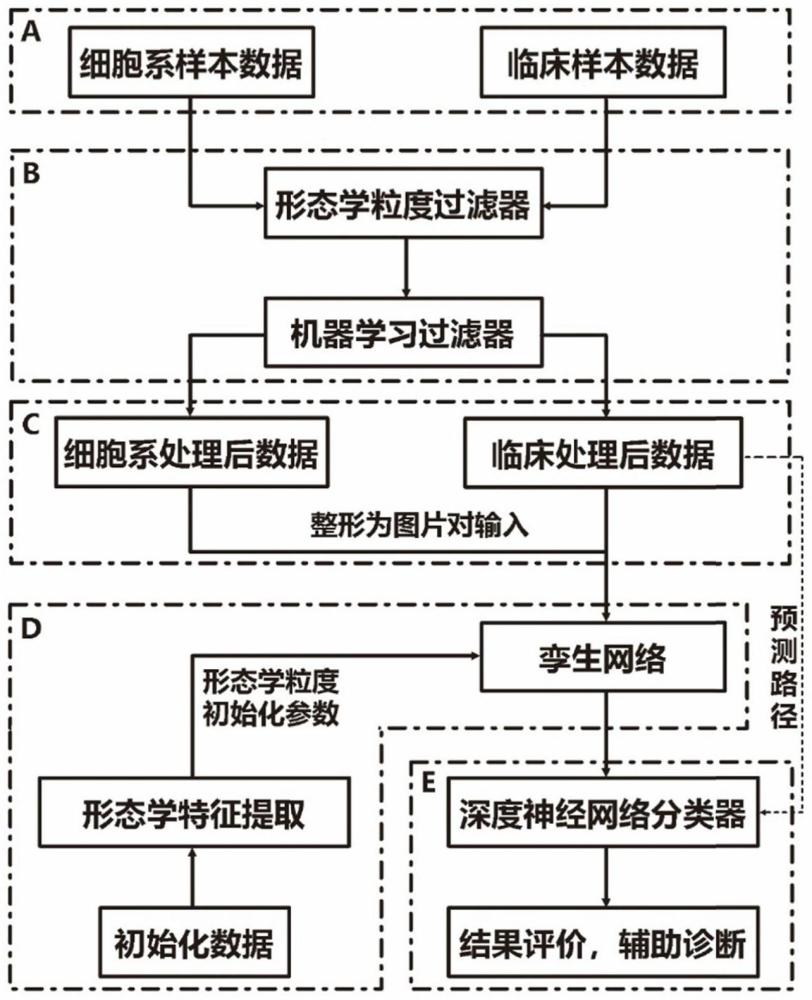 基于孪生深度学习的无标记细胞分类方法及系统