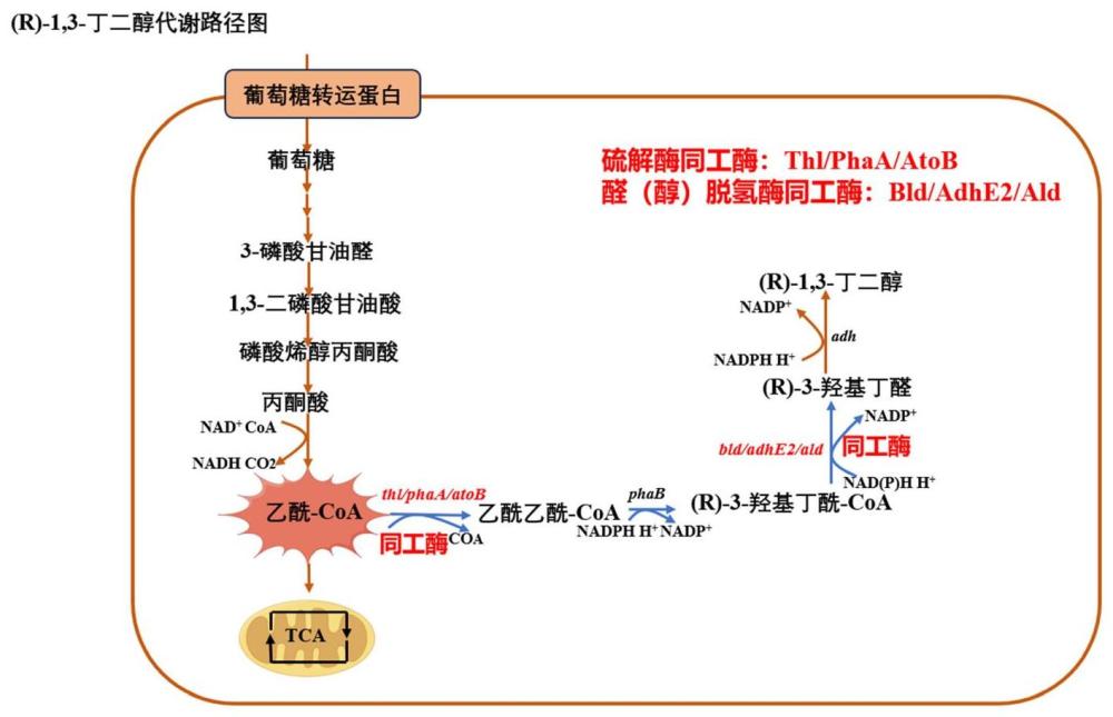 一种生产1,3-丁二醇的同工酶共表达重组菌及其构建方法和应用