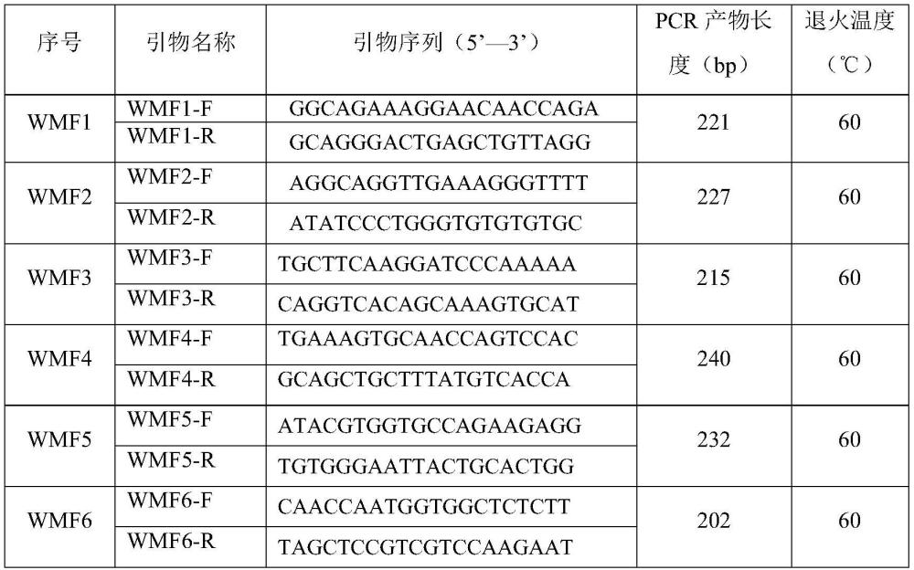 用于乌蒙凤鸡鉴定的SNP位点组合、引物组合及鉴定方法与流程