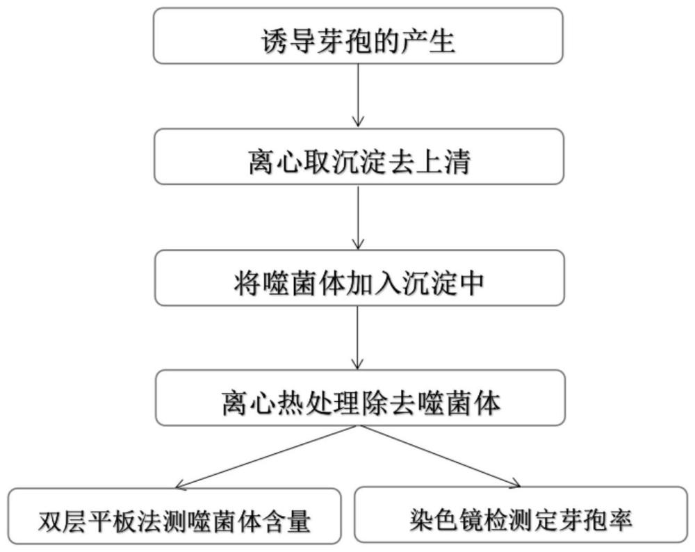 一种利用噬菌体简单分离纯化芽孢的方法