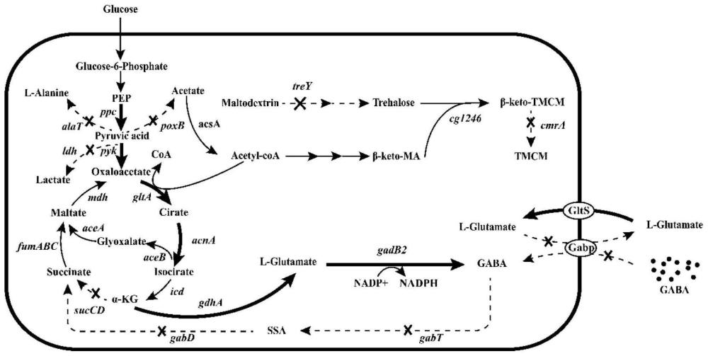 一株产γ-氨基丁酸的谷氨酸棒杆菌的构建与应用
