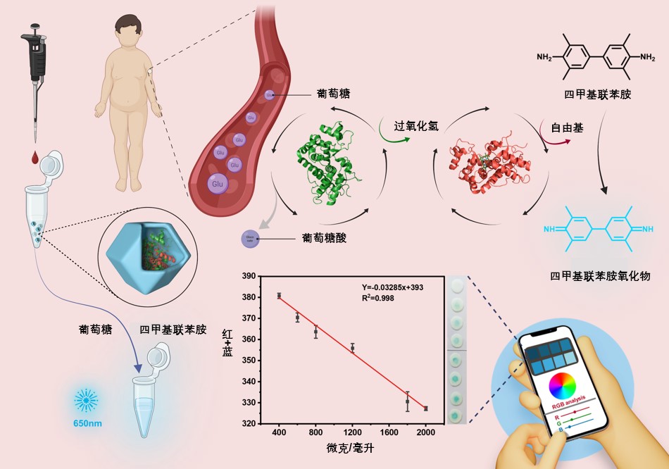 集成双酶级联传感器和用于即时血糖含量测定的纸基比色传感器