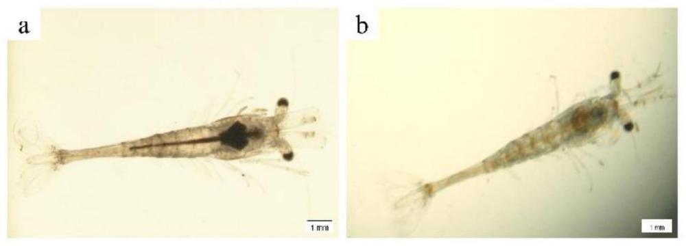 一种阻断虾苗细菌性玻化症的中药组合物、制备方法及应用与流程