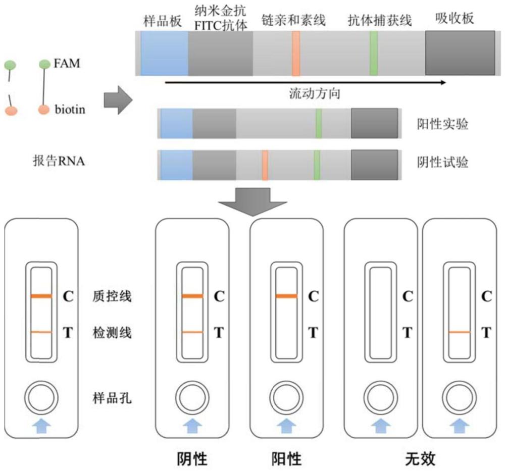 一种用于现场检测金黄色葡萄球菌pvl毒力基因的CRISPR核酸检测试剂盒、方法和应用