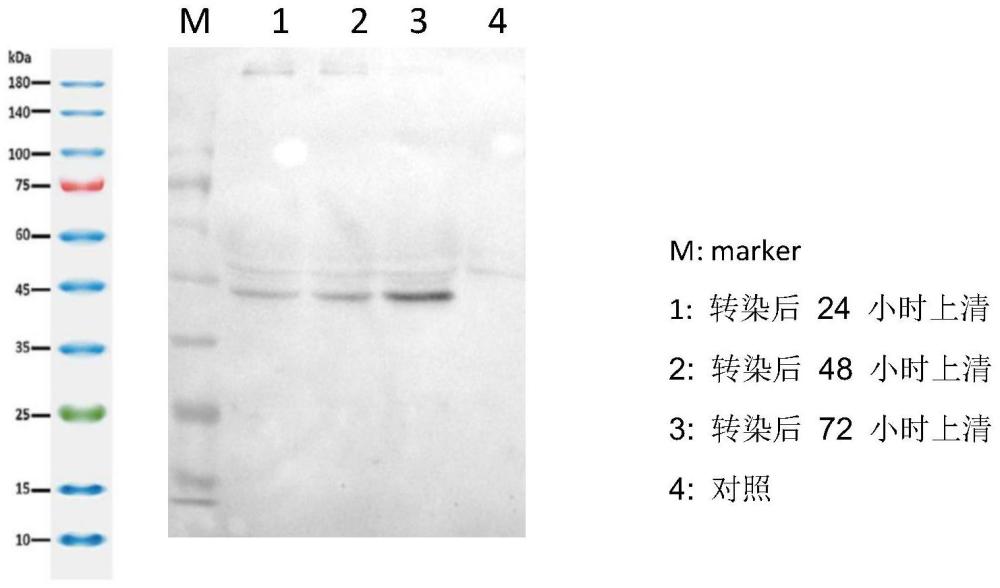 一种针对人合胞病毒的新型的RSV B mRNA疫苗的制作方法