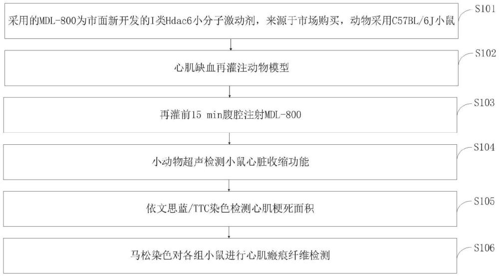 MDL-800在小鼠心肌缺血再灌注损伤中的应用