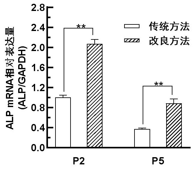 毛乳头细胞体外分离的纯化方法