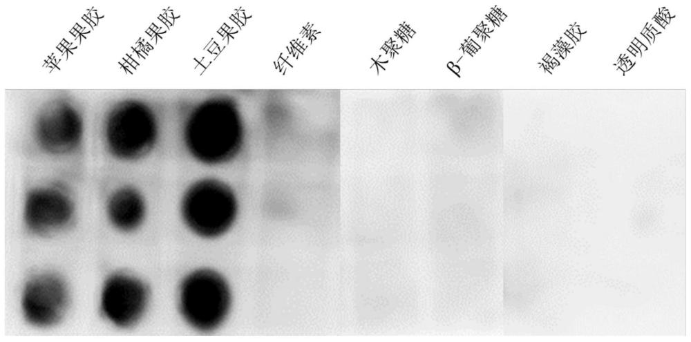 一种新型果胶特异性结合蛋白及其制备与应用