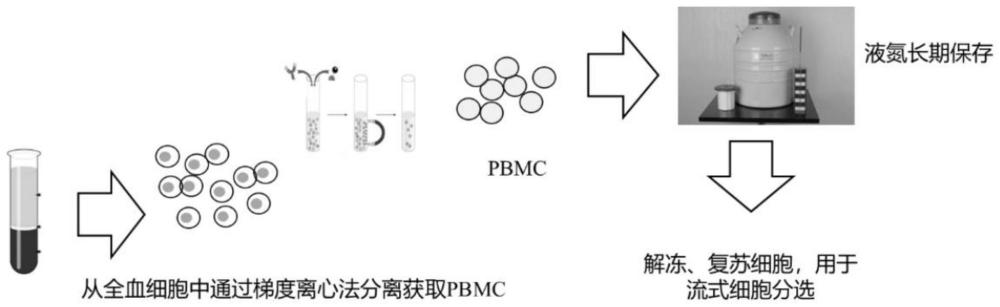 一种嵌合抗原受体基因及其应用