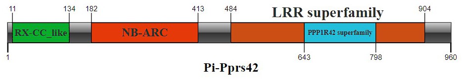 Pi-Pprs42基因提高水稻稻瘟病抗性的方法及应用