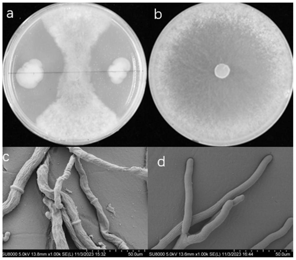 蜡样芽孢杆菌HF10及其应用