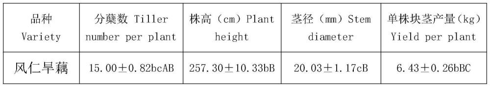 一种淀粉含量高的旱藕品种筛选方法